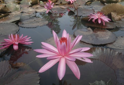 Free stock photo of flower, lotus