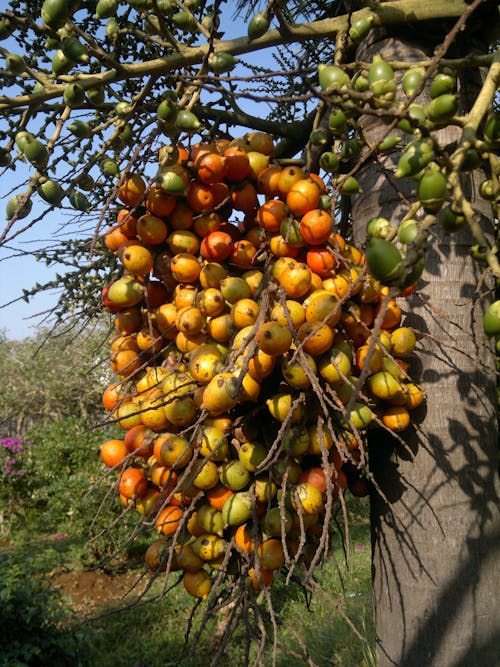 Free stock photo of fruits, palm
