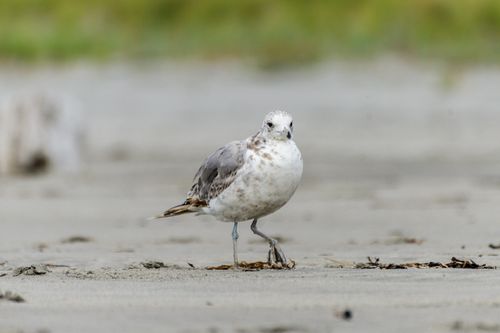 Free A detailed close-up of a seagull standing on a sandy beach in natural surroundings. Stock Photo