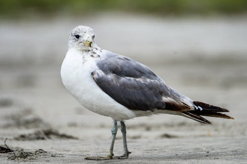 Selective Focus Photo of a Common Gull