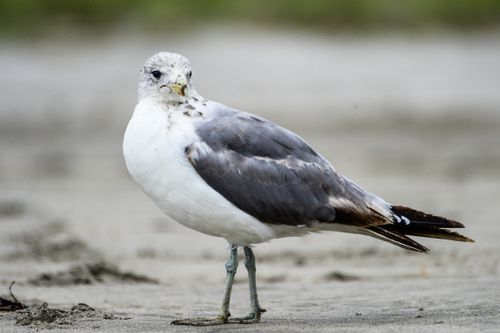 Free A detailed view of a common gull (Larus canus) standing on a sandy beach. Stock Photo