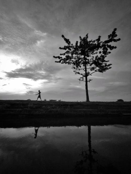 Kostenloses Stock Foto zu baum, gehen, graustufenfotografie