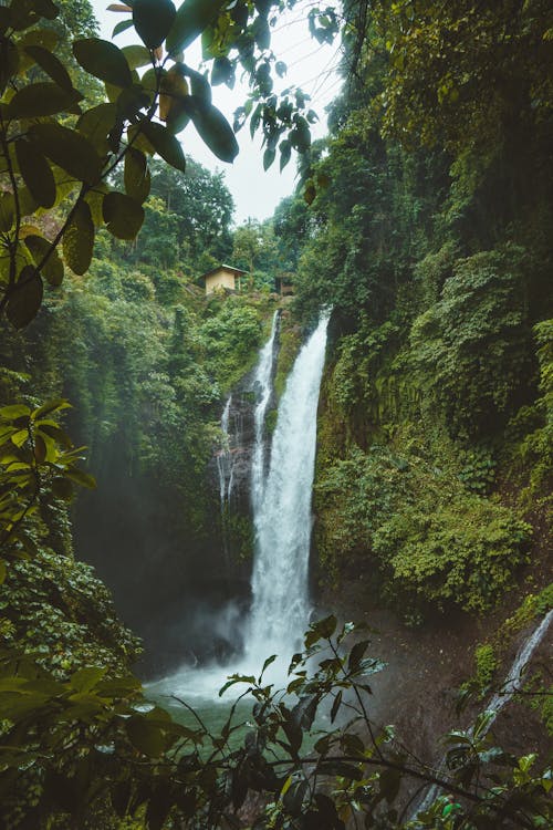 無料 緑の葉の植物に囲まれた滝の風景写真 写真素材