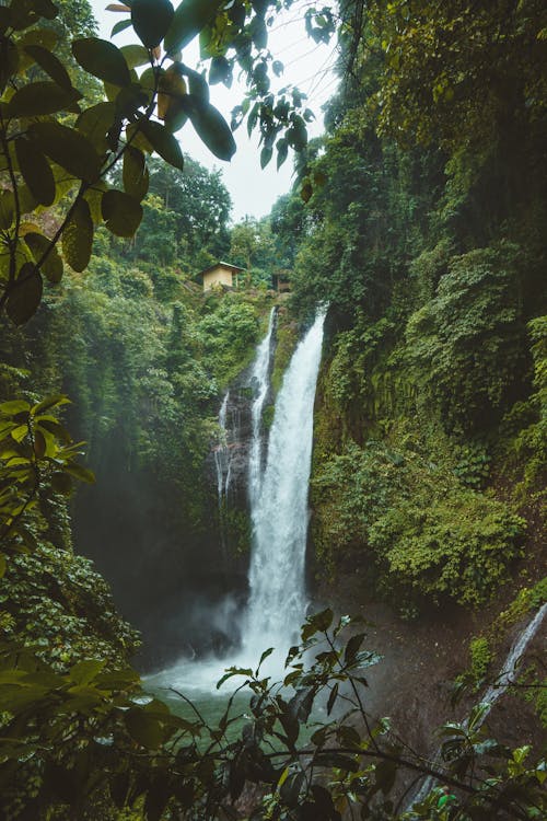 Photographie De Paysage De Chutes D'eau Entourées De Plantes à Feuilles Vertes