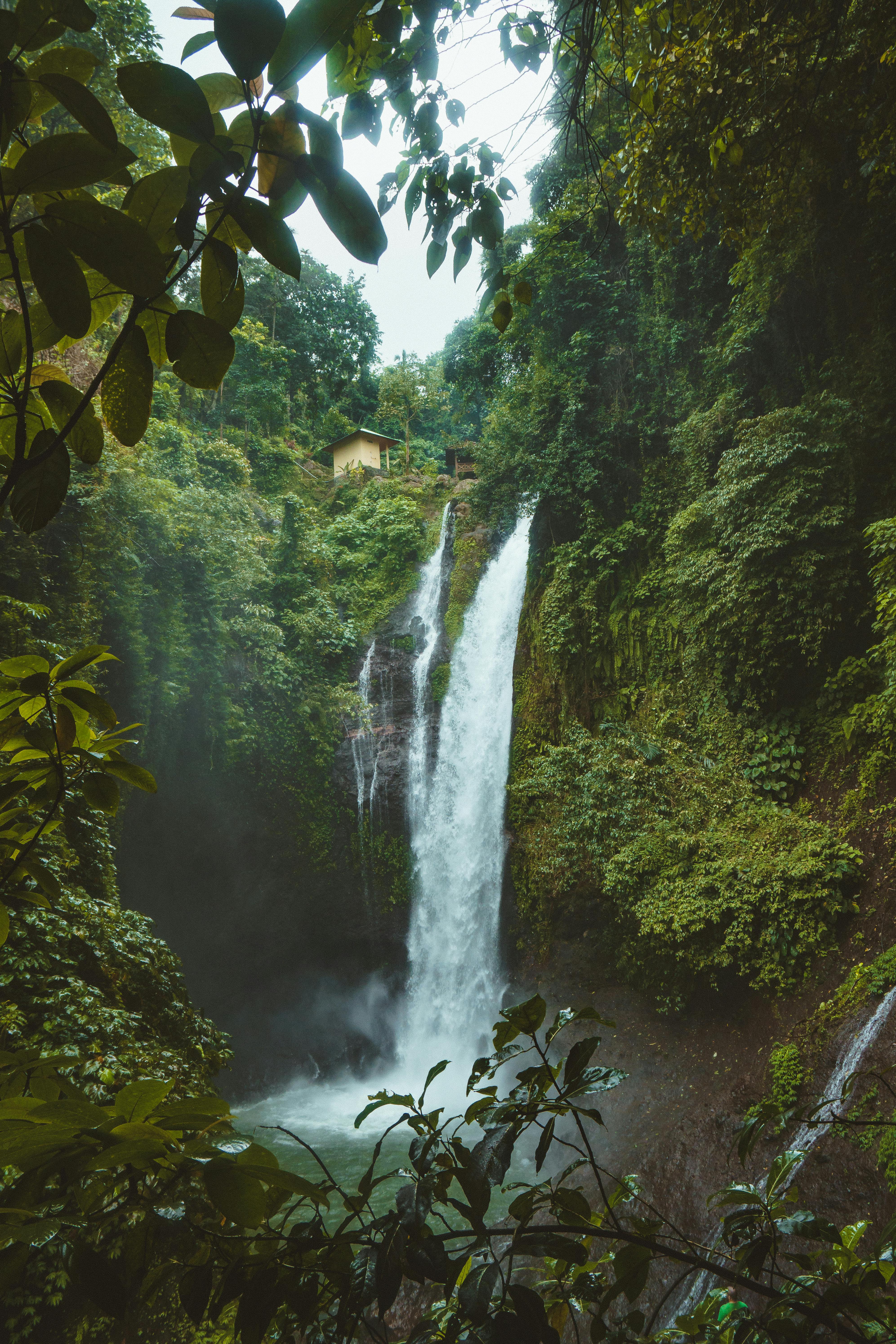 Rainforest Images – Browse 1,170,090 Stock Photos, Vectors, and