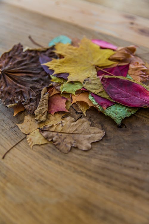 Free stock photo of autumn foliage, autumnally, background