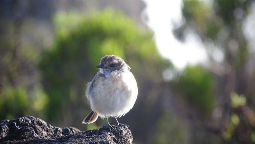 Free stock photo of birds, oiseaux Stock Photo