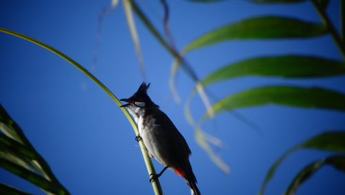 Free stock photo of birds, oiseaux Stock Photo
