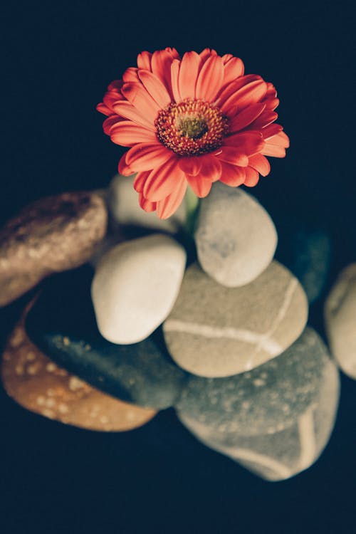 Fotobanka s bezplatnými fotkami na tému flor, gerbera, kamene
