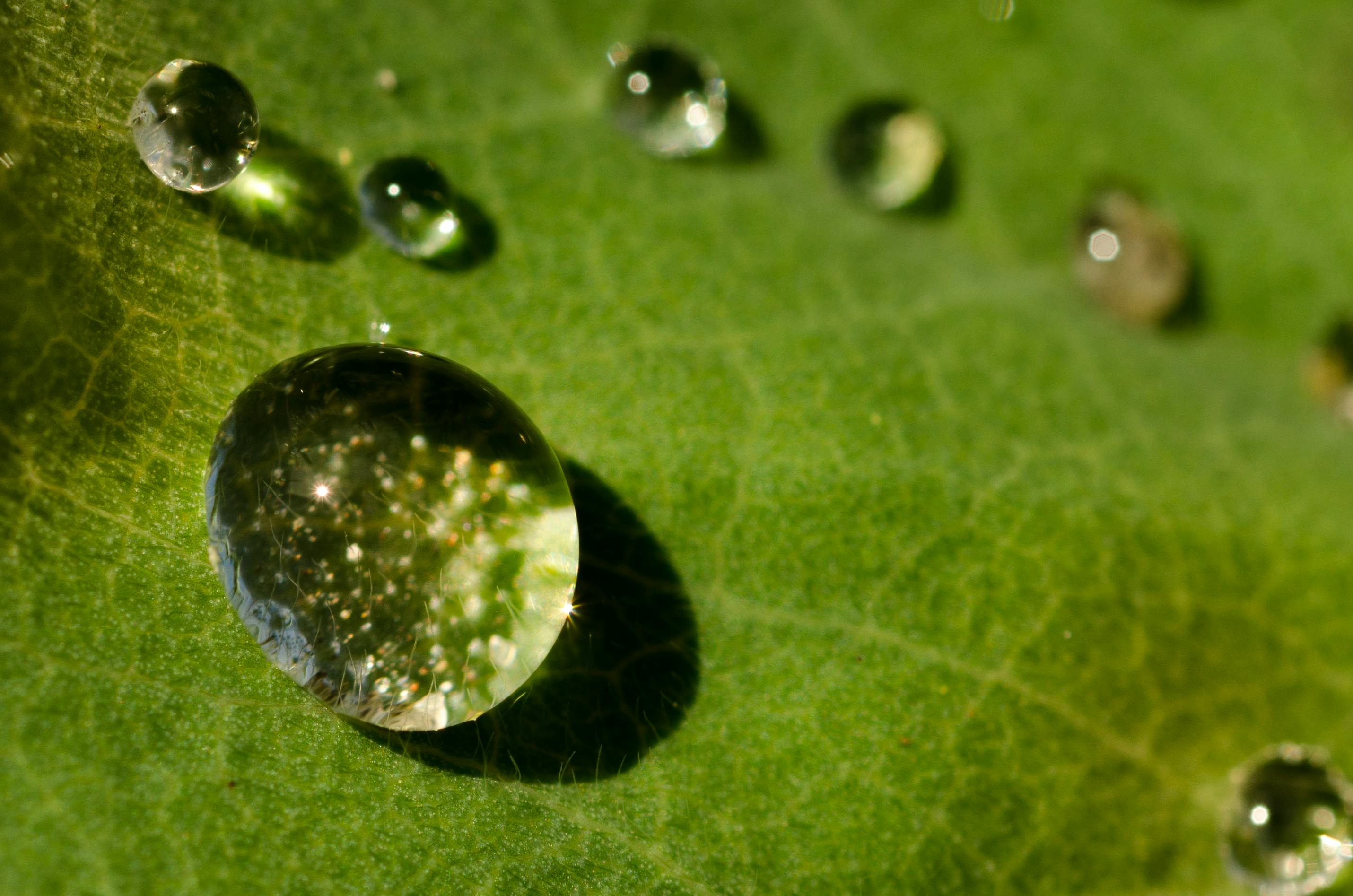 Water Dews on Green Leaf Surface · Free Stock Photo