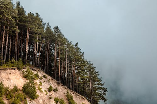 Δωρεάν στοκ φωτογραφιών με βουνά, δασικός, λήψη από χαμηλή γωνία Φωτογραφία από στοκ φωτογραφιών