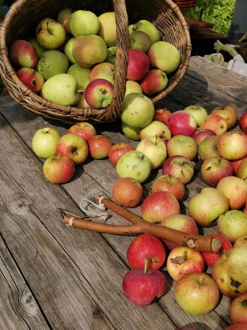 Free A colorful assortment of apples spilling from a woven basket onto a wooden table, creating a rustic scene. Stock Photo