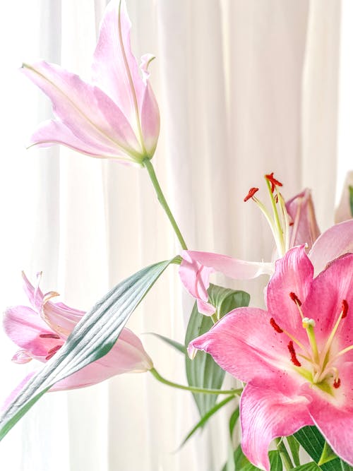 Foto stok gratis bunga-bunga merah muda, Daun-daun, dekoratif