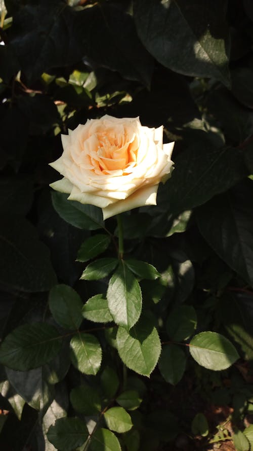 Macro Shot of a Rose 