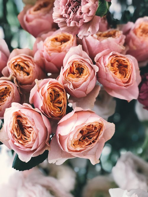 無料 ピンクのバラの花の花束 写真素材
