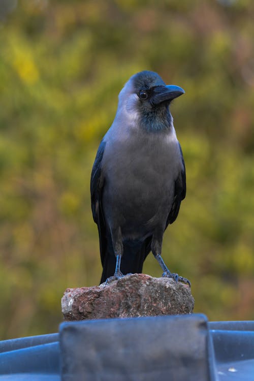 A Bird Perched on a Rock 