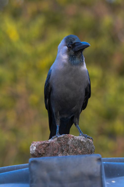 Free A house crow perched on a rock with a natural blurred background, ideal for wildlife photography. Stock Photo