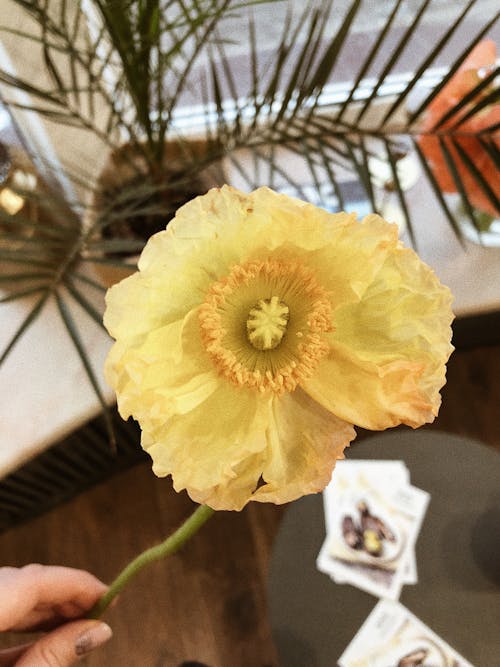 クローズアップ写真の黄色いポピーの花