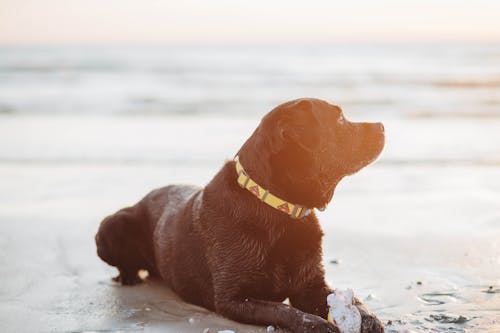 A Wet Dog at the Beach 