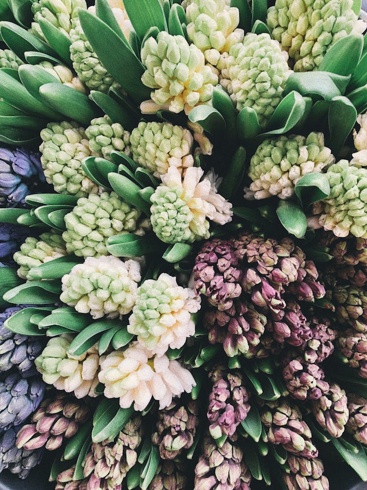 Purple And Green Hyacinth Flowers