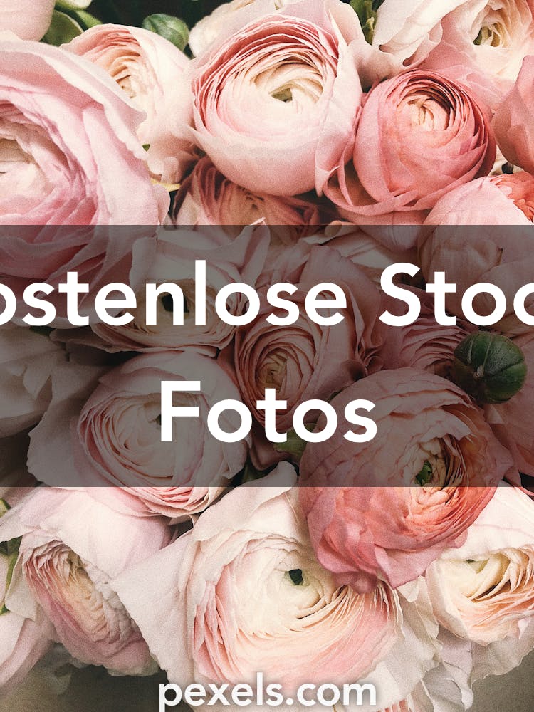Blumenbilder Pexels Kostenlose Stock Fotos