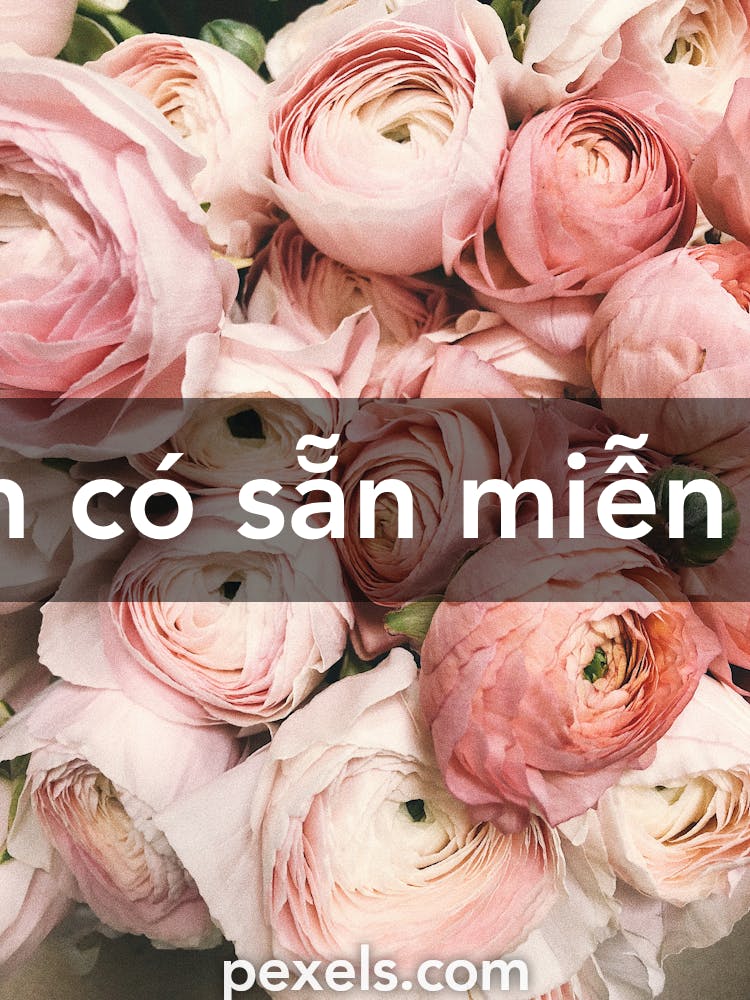 Hình ảnh hoa mẫu đơn hồng tại Việt Nam được chụp từ các vườn hoa nào?
