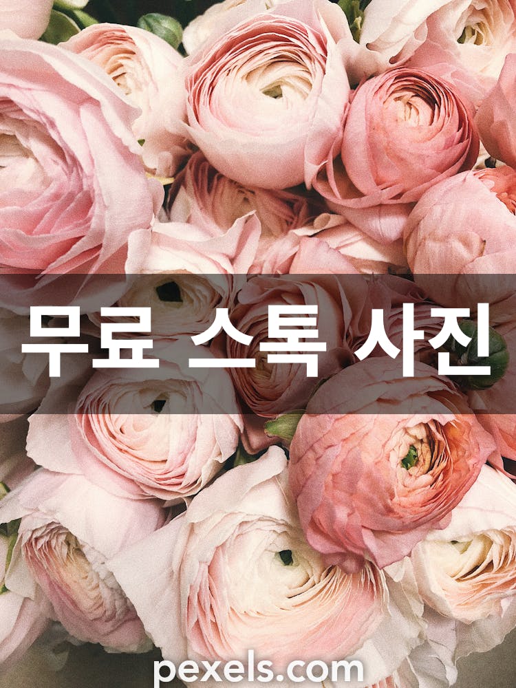 100,000+개의 최고의 꽃 사진 · 100% 무료 다운로드 · Pexels 스톡 사진