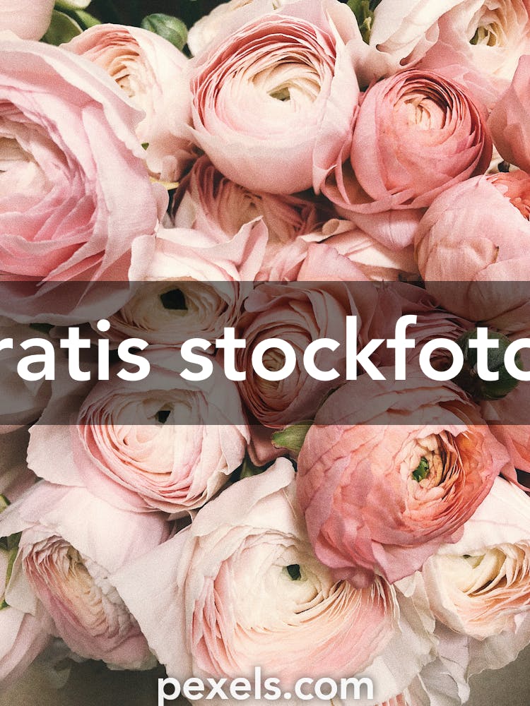100.000+ Bloemen foto's · 100% gratis · Pexels-stockfoto's