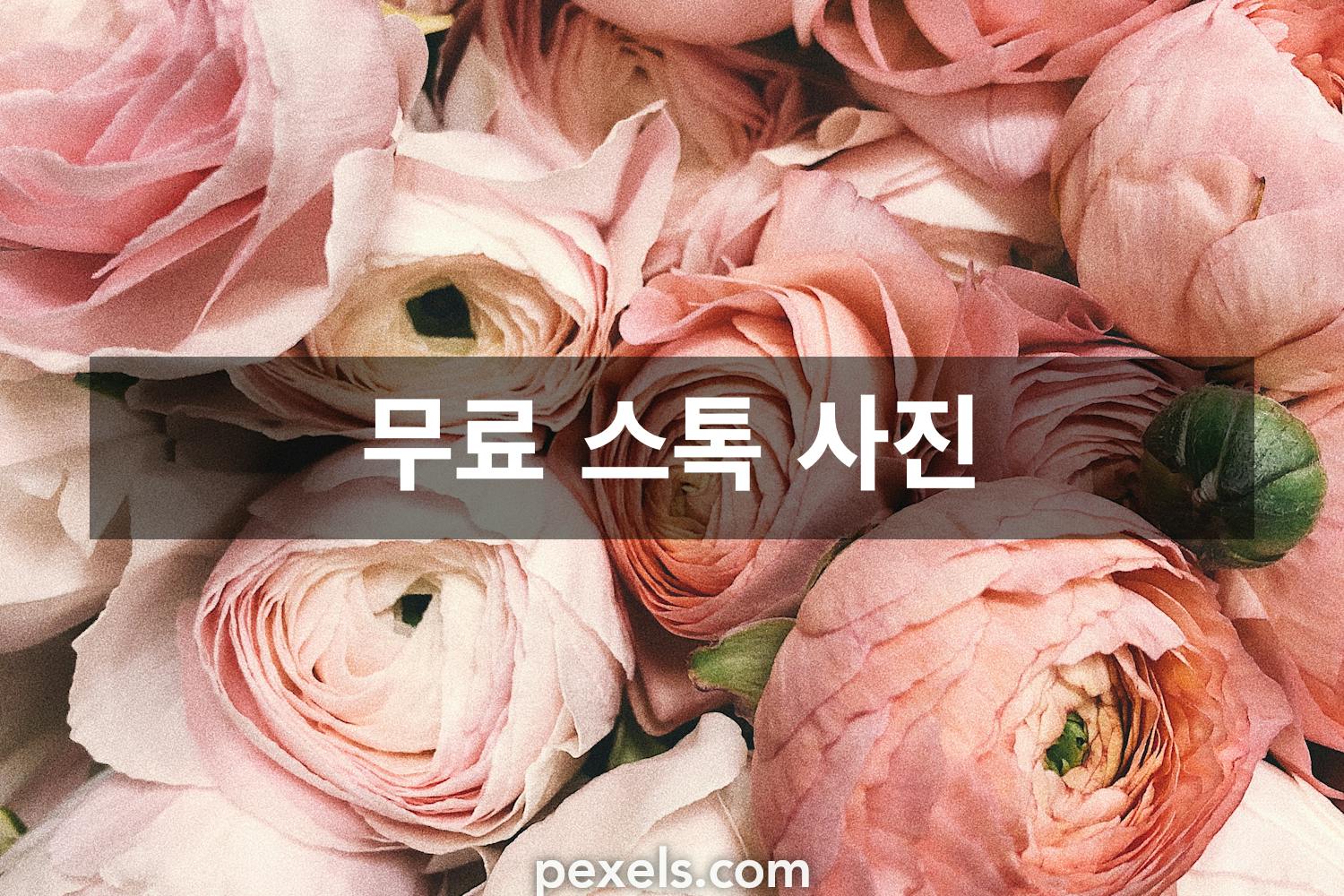 100,000+개의 최고의 꽃 사진 · 100% 무료 다운로드 · Pexels 스톡 사진