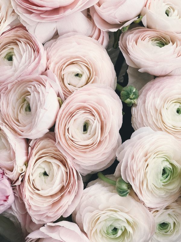 White ranunculus flowers grown for cutting