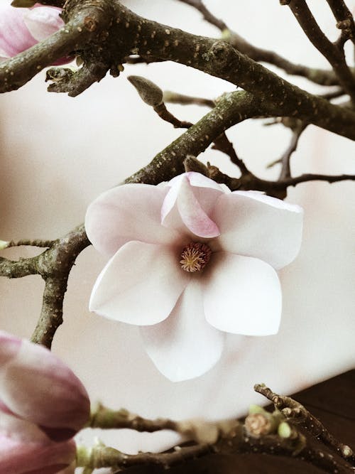 Безкоштовне стокове фото на тему «бутони, вишневий цвіт, відділення»