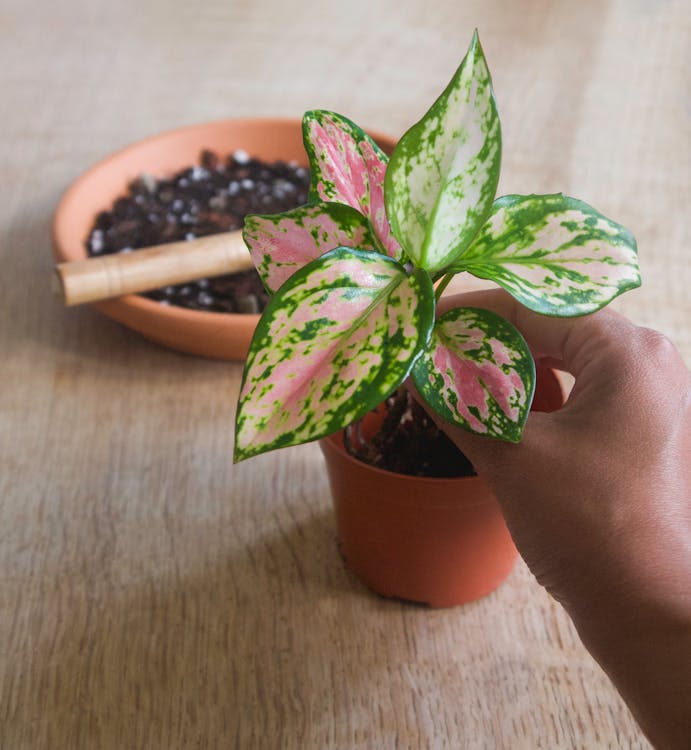 A Person Holding the Plant of Chinese Evergreen