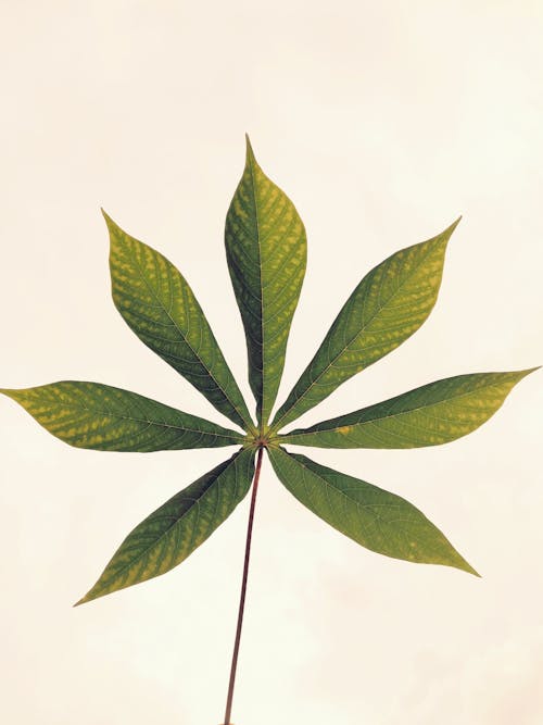 Immagine gratuita di foglie, fotografia di piante, manioca