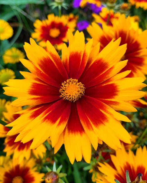 Fotos de stock gratuitas de botánica, colores brillantes, crecimiento