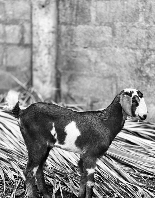 Free Grayscale image of a young goat on a farm with a textured wall background. Stock Photo