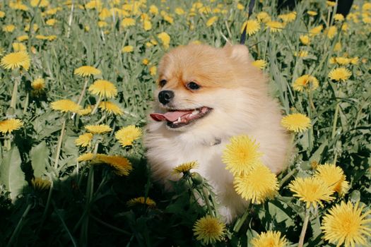 Adorable Pomeranian dog enjoying a sunny day in a field of blooming dandelions.