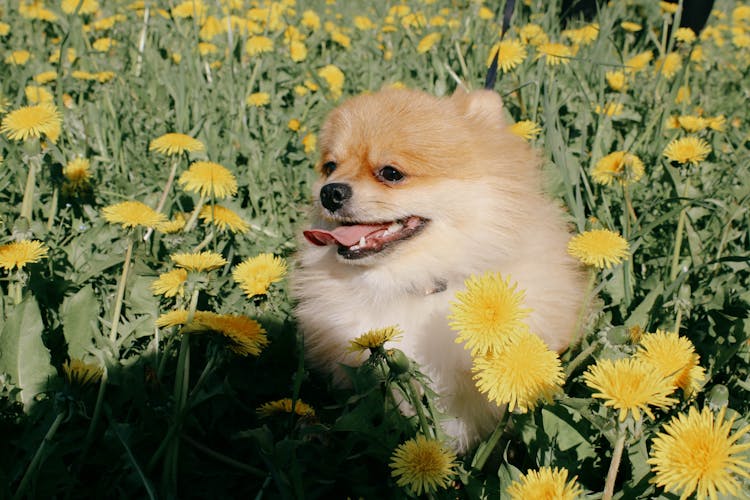 A Pomeranian Dog Near Yellow Dandelions