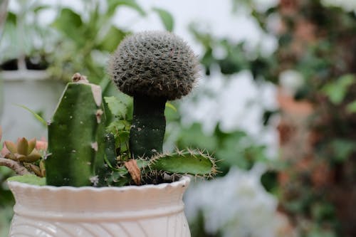 Green Cactus in White Pot
