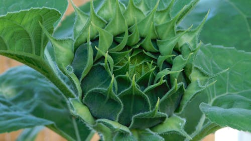 Foto profissional grátis de alimento, botânico, folhas verdes