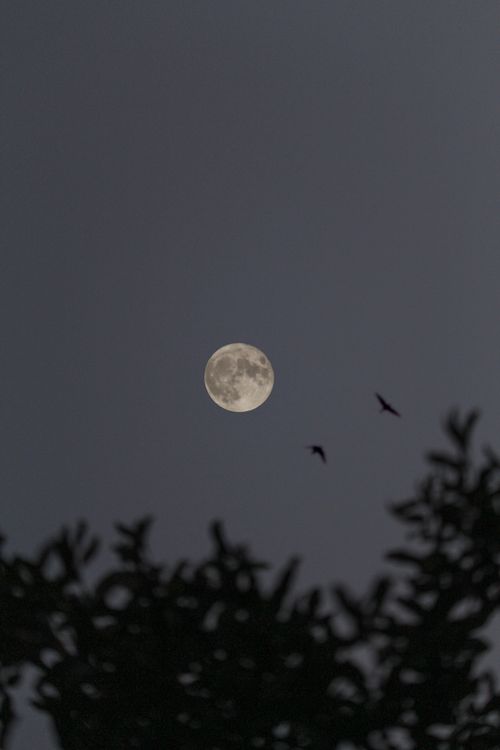 Free Ethereal full moon in night sky with silhouetted branches and birds, invoking tranquility. Stock Photo