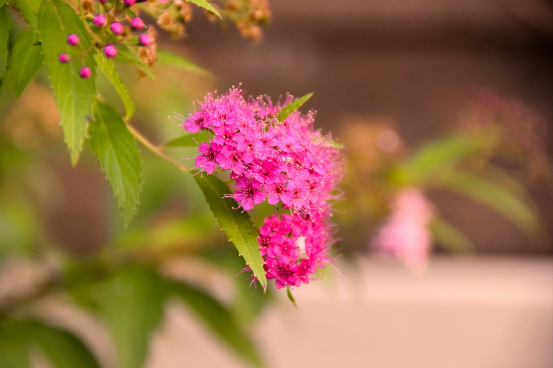 Imagine de stoc gratuită din concentrare, fără concentrare, flori roz