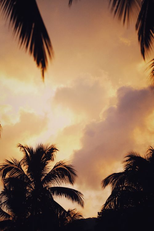 Free A beautiful tropical sunset featuring silhouetted palm trees against a vibrant sky. Stock Photo
