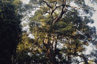 Low-Angle Shot of Green Trees in the Forest