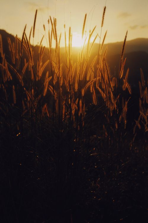 Free Captivating image of tall grass silhouetted against a golden sunset sky, evoking peace and nature's beauty. Stock Photo
