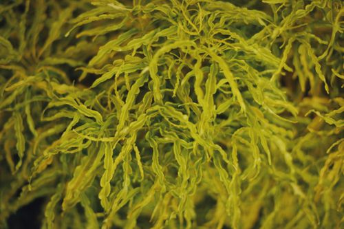 Free Close-up view of lush green foliage resembling seaweed, full of texture and detail. Stock Photo