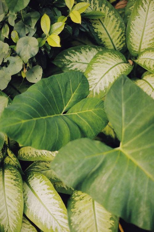 Free Close-up shot of vibrant green tropical leaves with variegated patterns, perfect for nature themes. Stock Photo