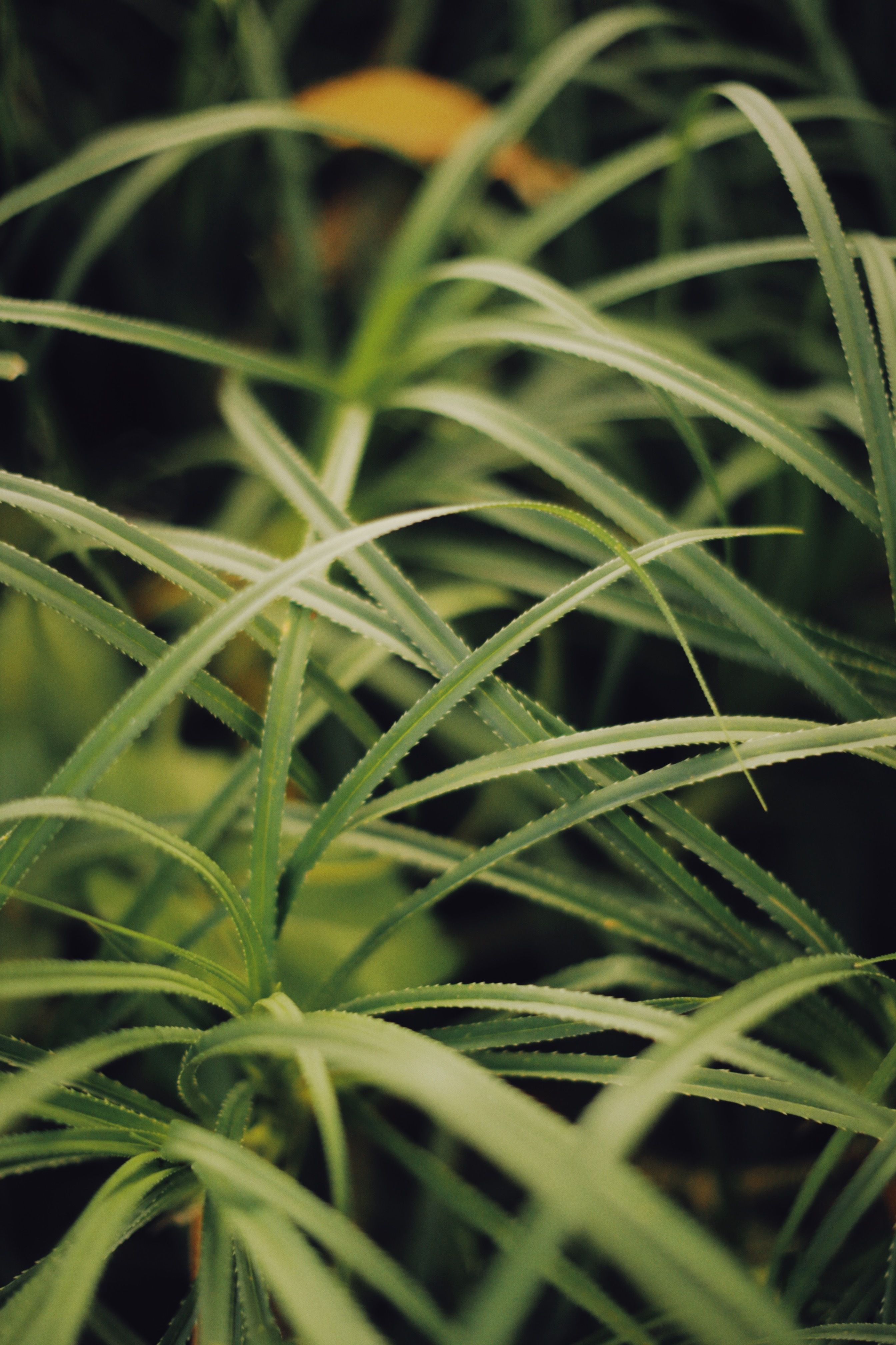 Green Grass in Close Up Photography · Free Stock Photo