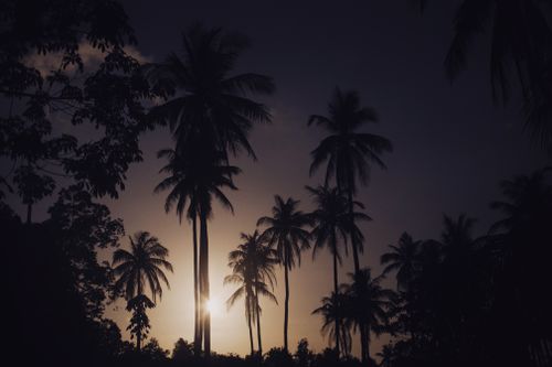 Free Silhouette of palm trees with a dramatic sunset, casting golden hues across a serene landscape. Stock Photo