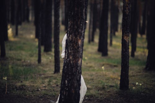 Imagine de stoc gratuită din arbori, ascunde, codru