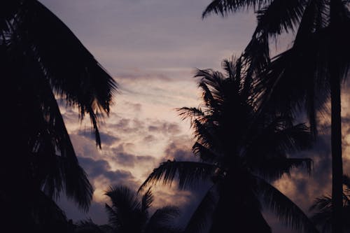 Silhouette of Coconut Trees Under Cloudy Sky